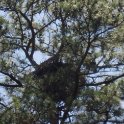 20130622_1307_Bald Eagle Nest